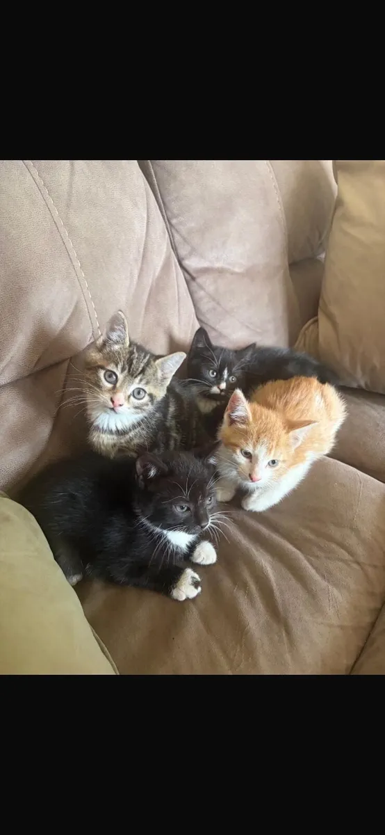 Kittens