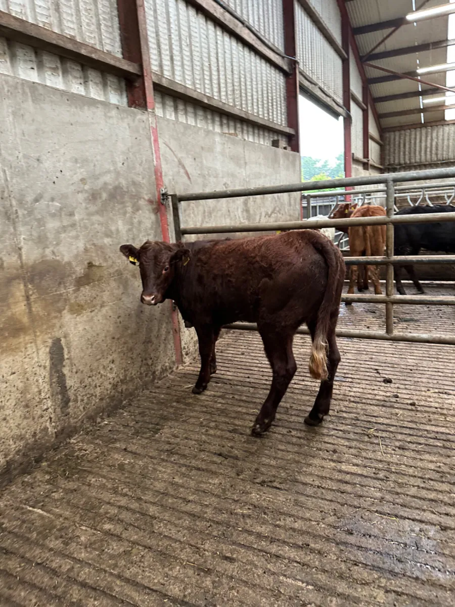 PBNR saler heifer - Image 1