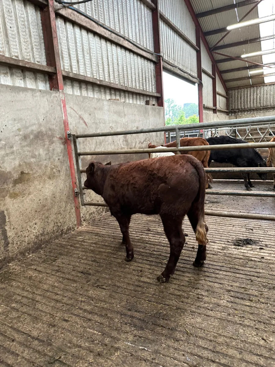 PBNR saler heifer - Image 3
