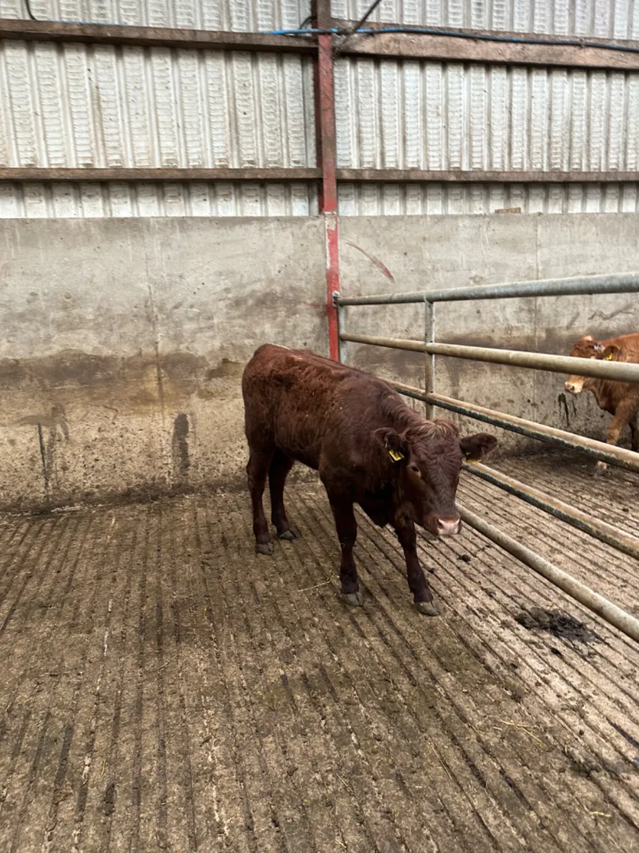 PBNR saler heifer - Image 4