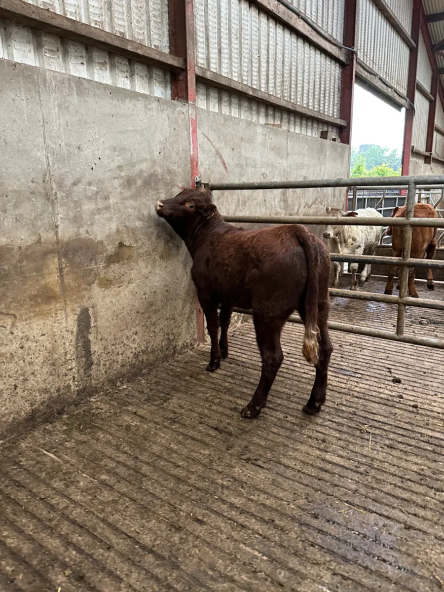 PBNR saler heifer - Image 2