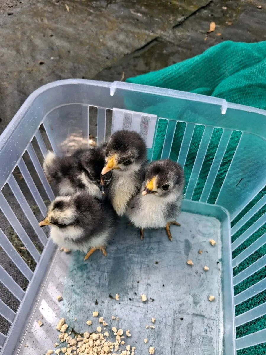Bantam Chicks - Image 1