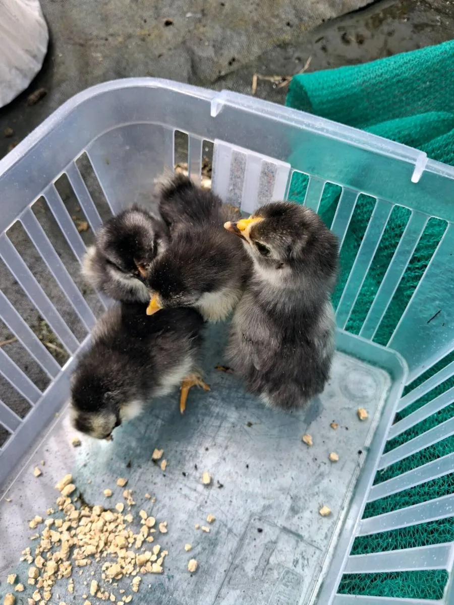 Bantam Chicks - Image 2