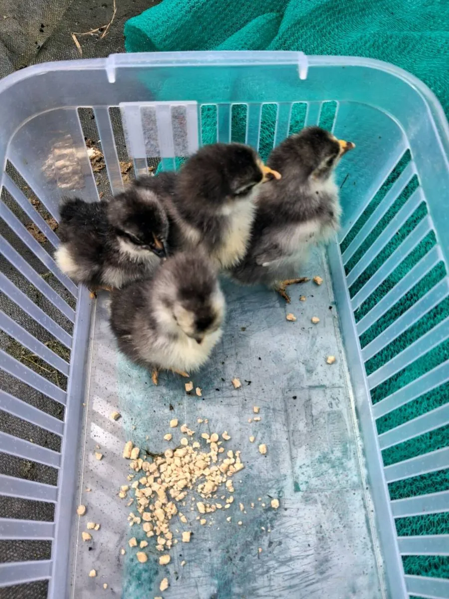 Bantam Chicks - Image 3