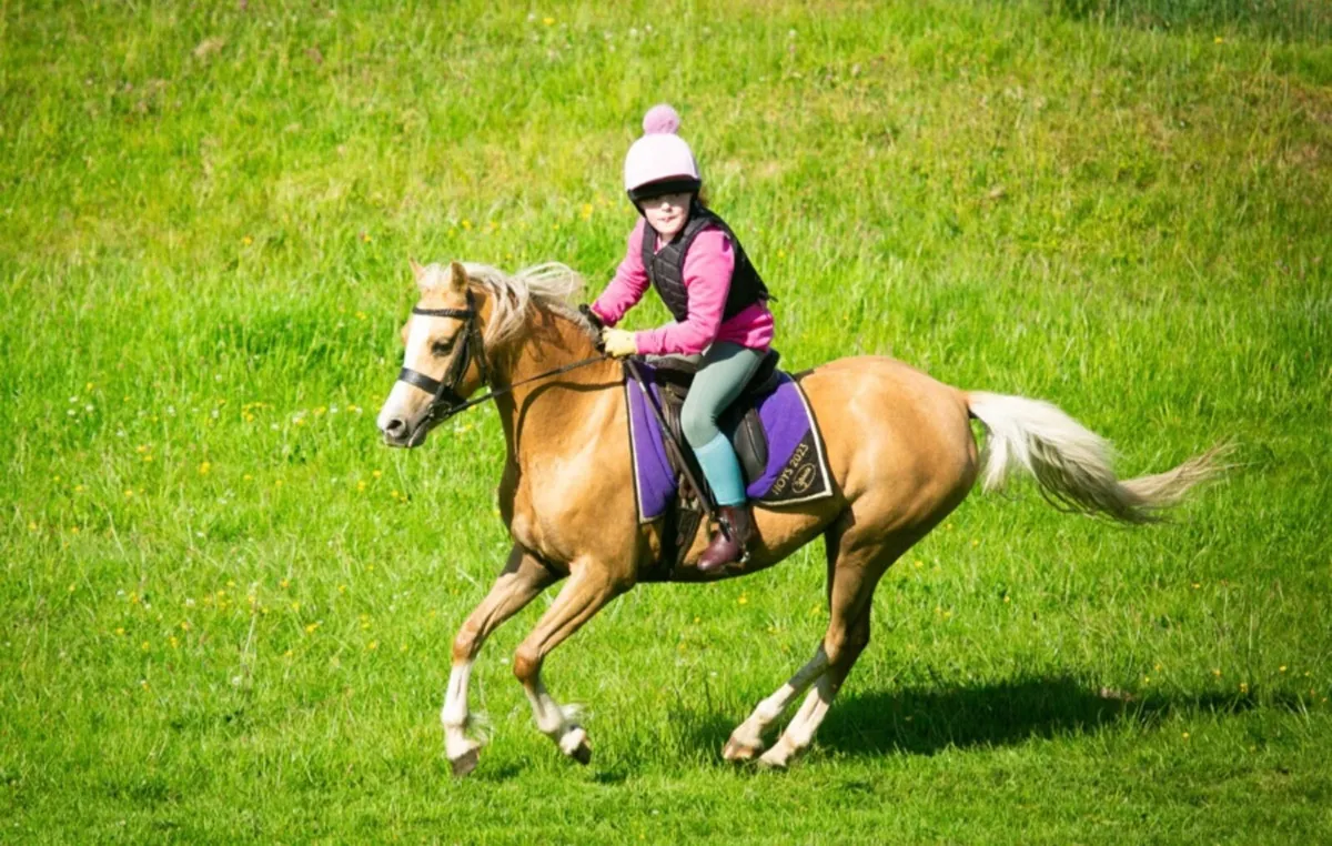 Great all rounder pony - Image 1