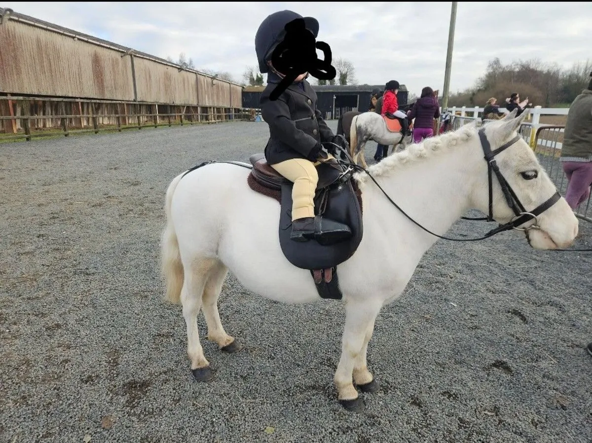 Riding ponies mare and gelding - Image 2