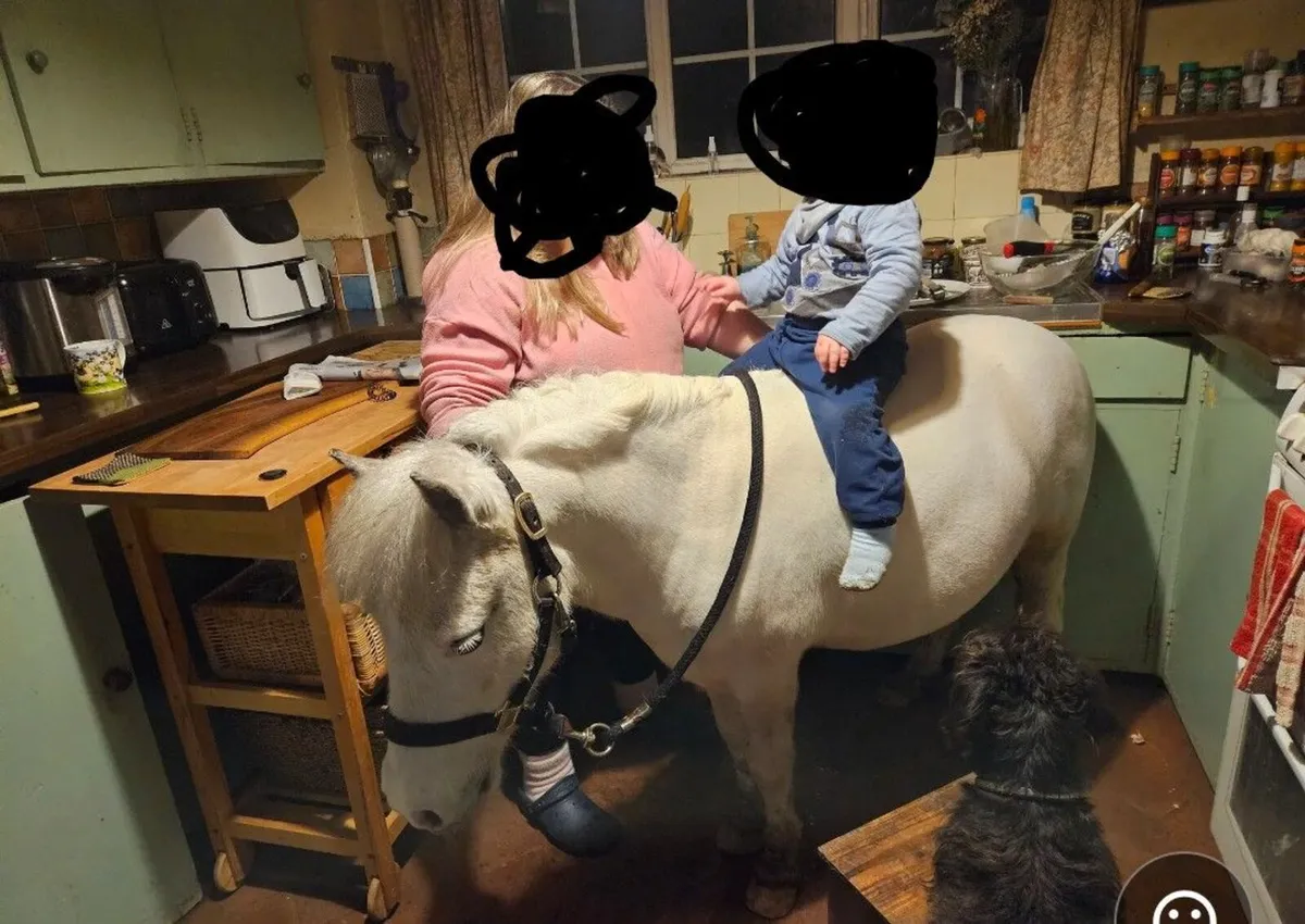 Riding ponies mare and gelding - Image 3