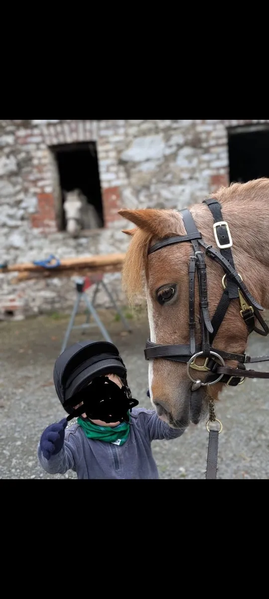 Riding ponies mare and gelding - Image 4