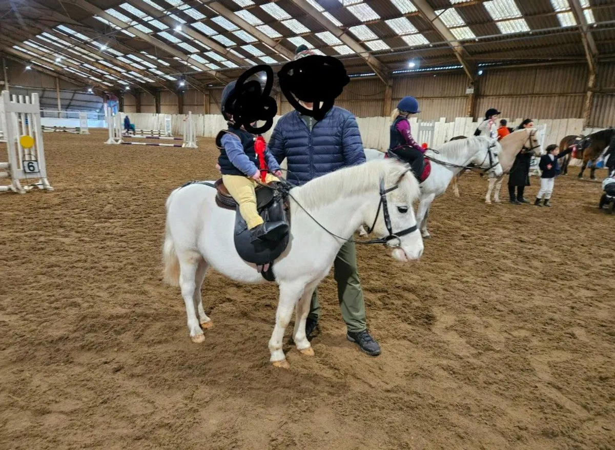 Riding ponies mare and gelding - Image 1