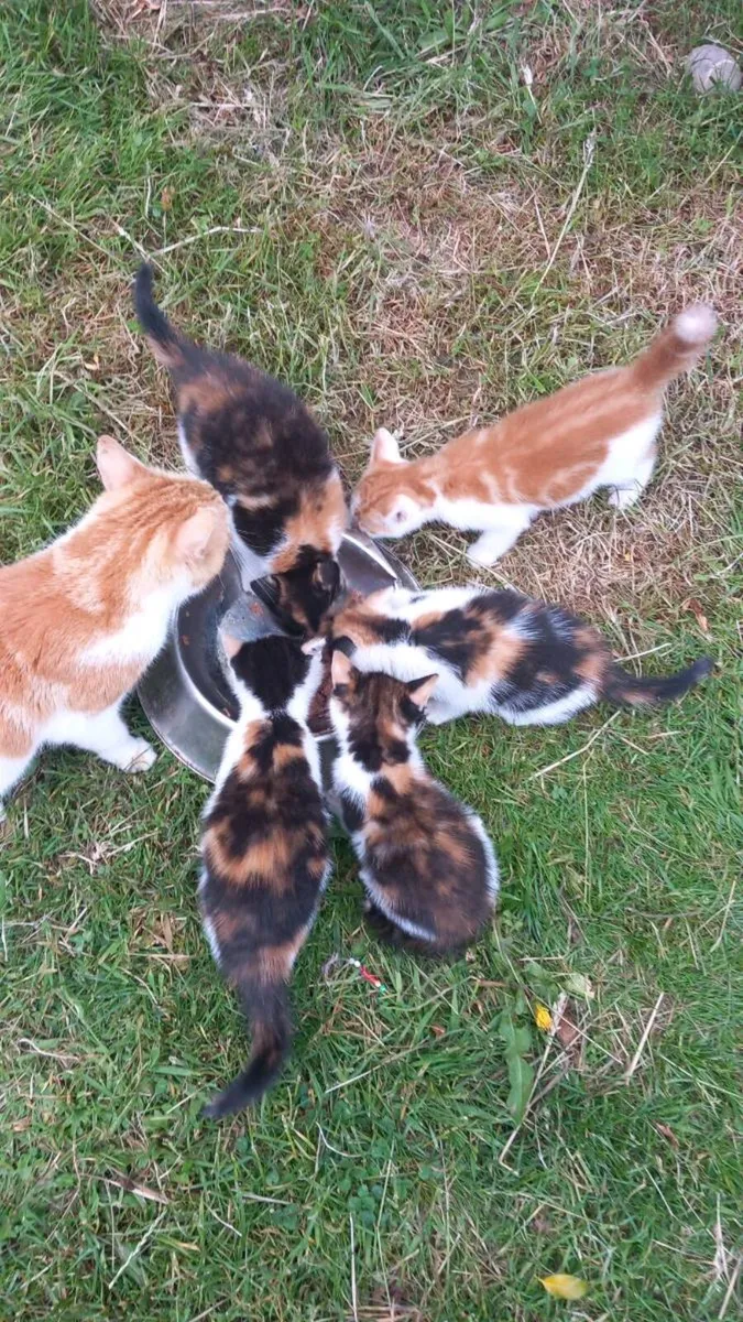 Kittens - Image 1