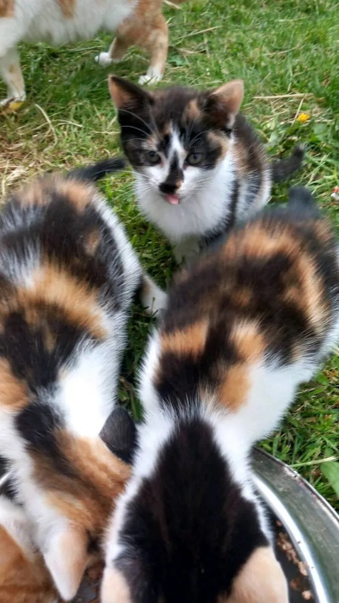 Kittens - Image 2