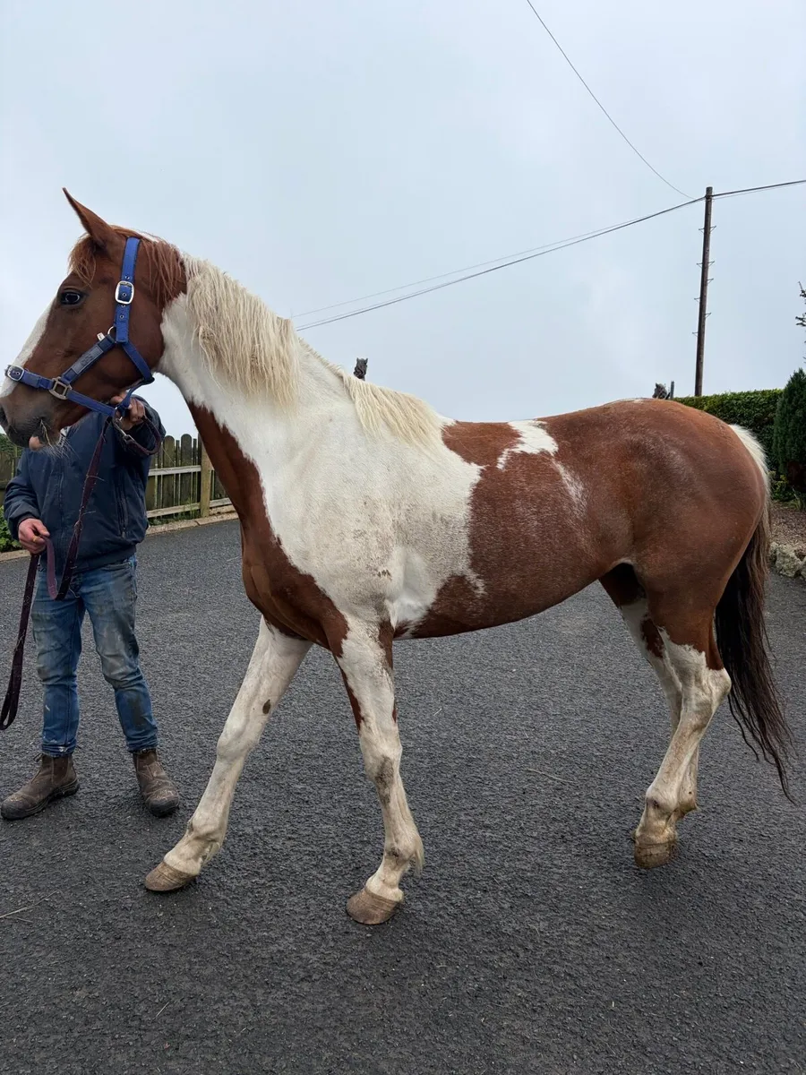 4yo mare - Image 1