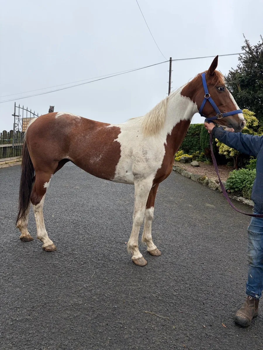 4yo mare - Image 2