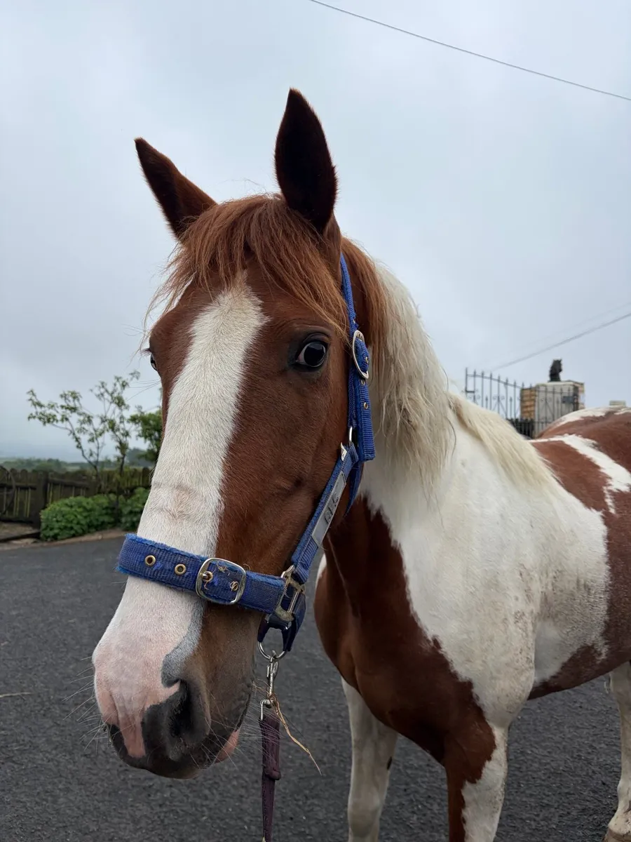 4yo mare - Image 3