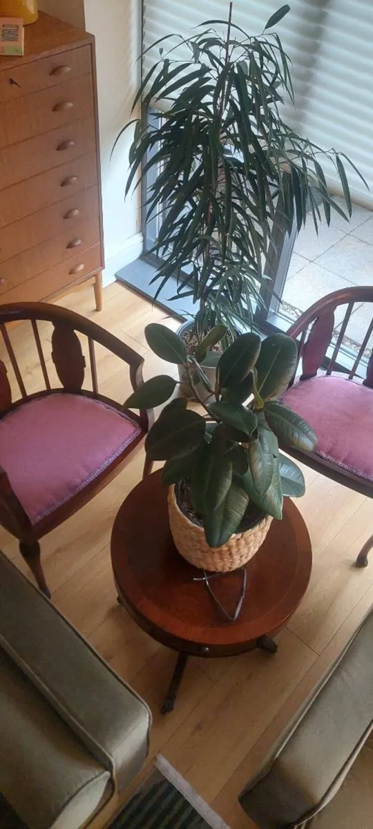 Pair of Edwardian Mahogany Chairs - Image 3