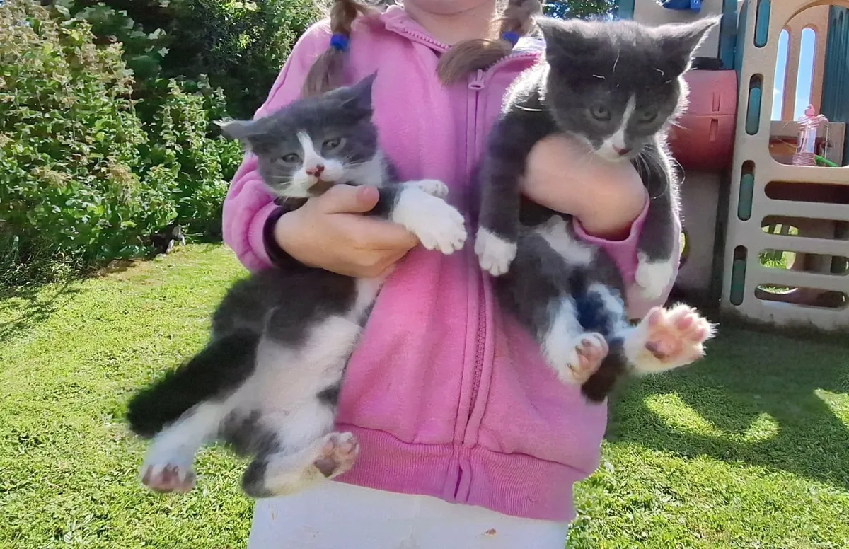 Kittens - Image 3