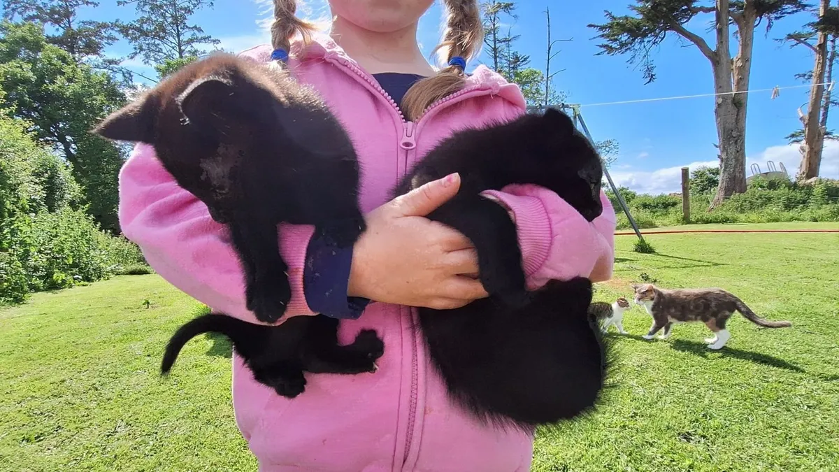 Kittens - Image 4