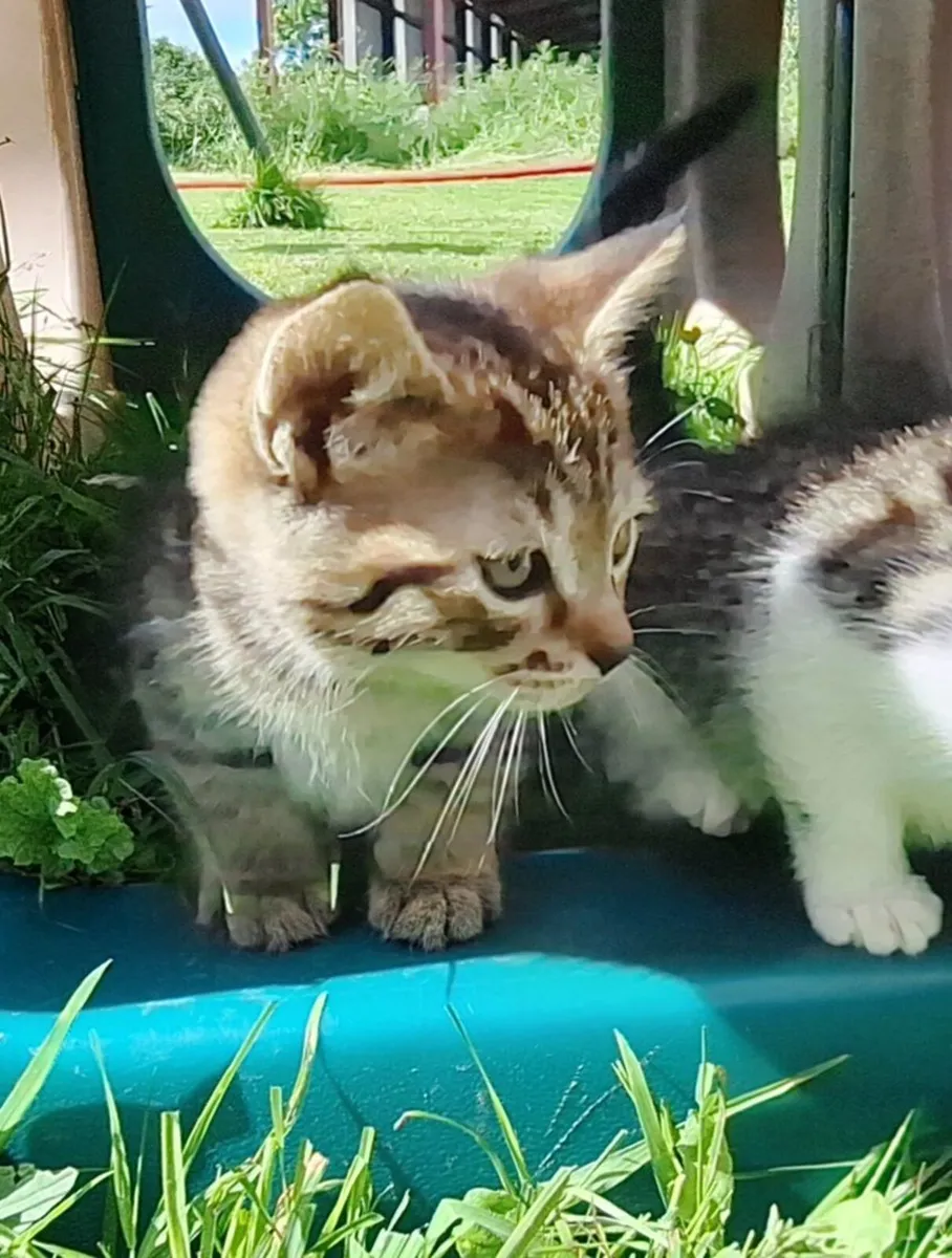 Kittens - Image 2