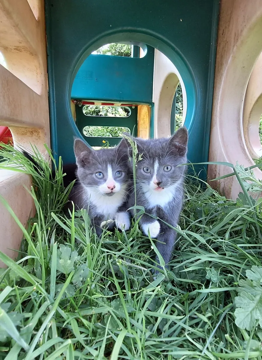 Kittens - Image 1
