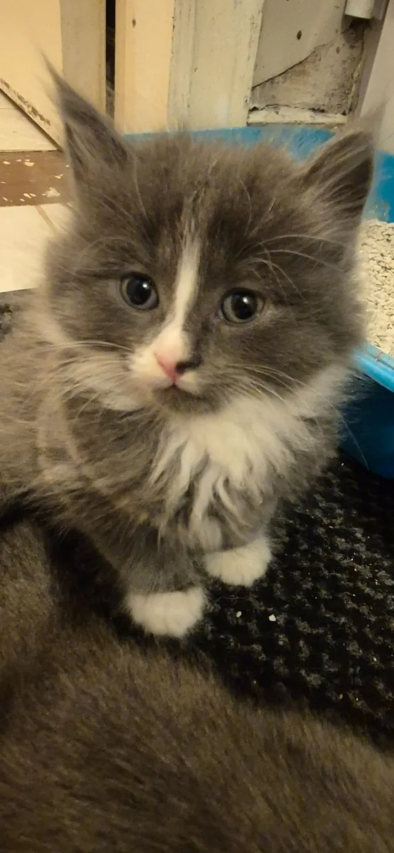 Kittens - Image 3