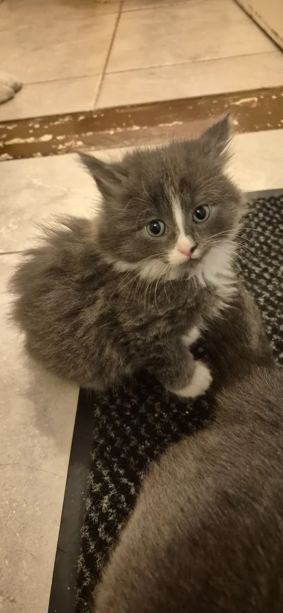 Kittens - Image 4