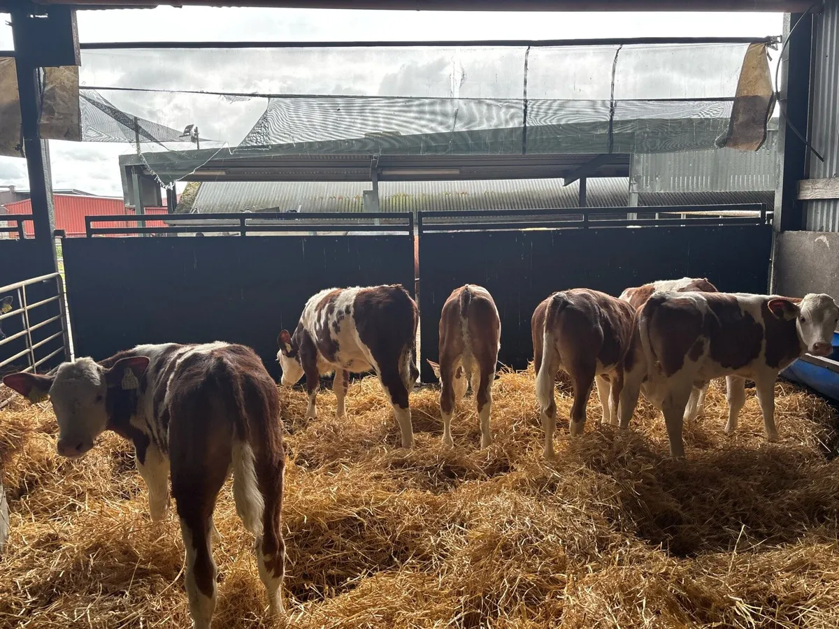 6 super purebred nr Simmental heifer’s - Image 1