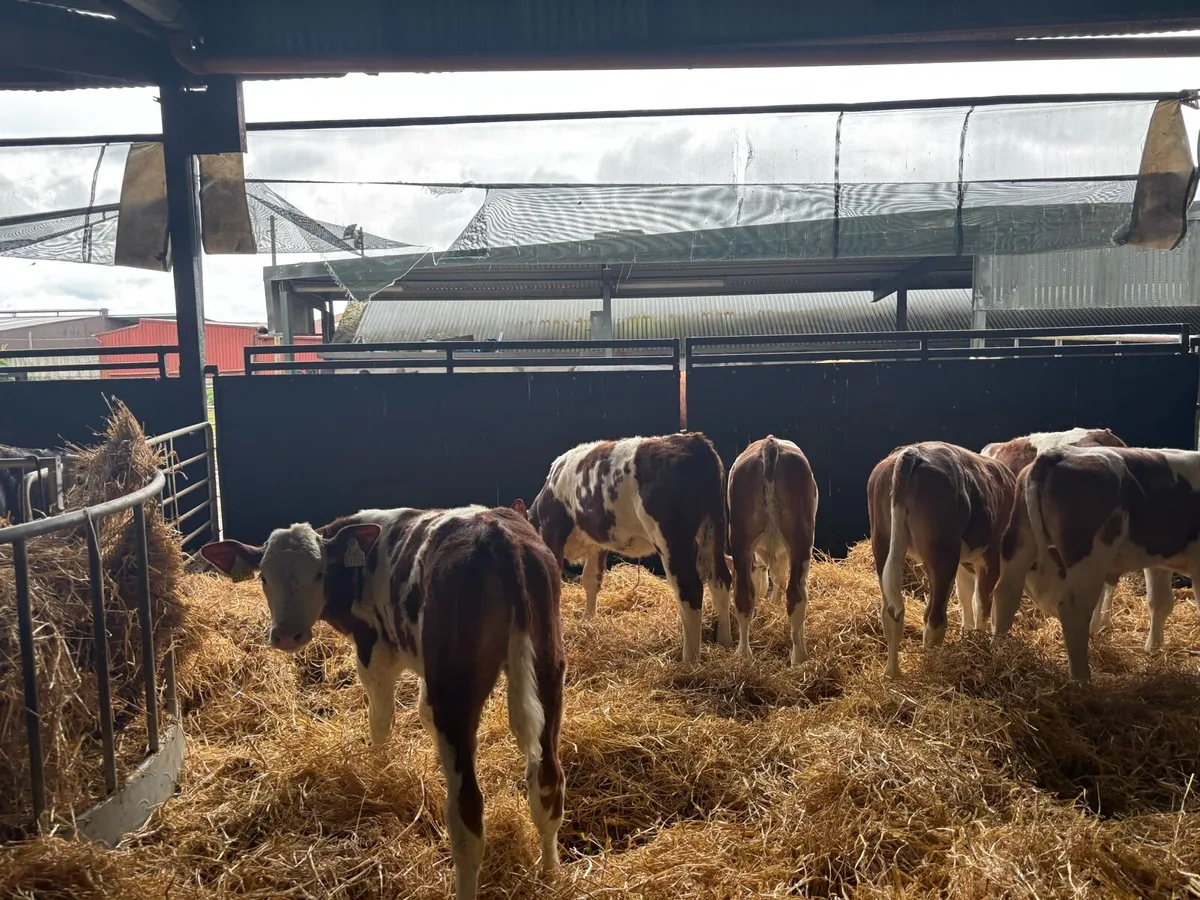 6 super purebred nr Simmental heifer’s - Image 2