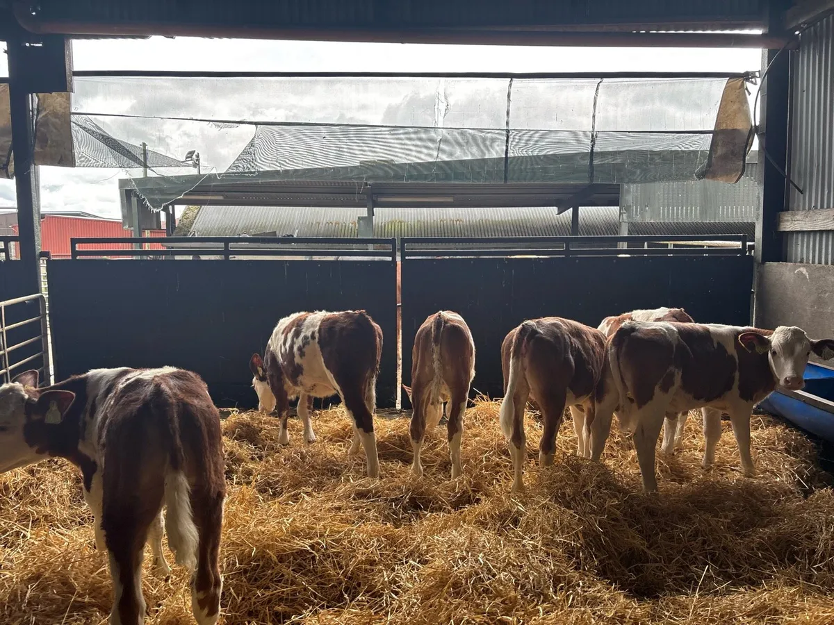 6 super purebred nr Simmental heifer’s - Image 3