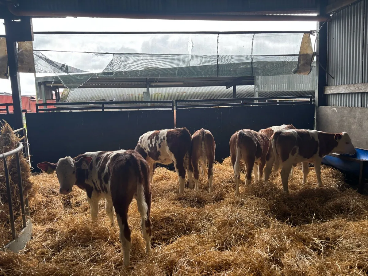 6 super purebred nr Simmental heifer’s - Image 4