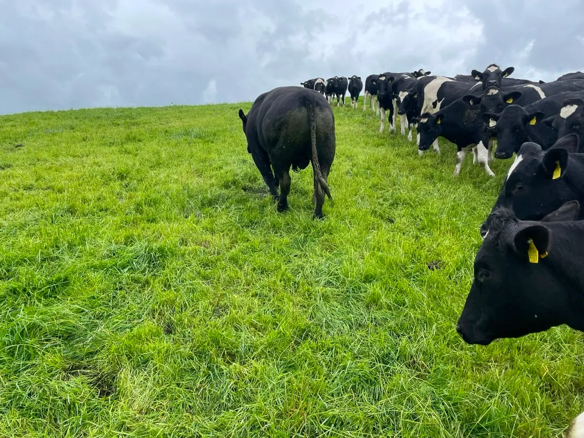 Purebred Angus Bull - Image 1