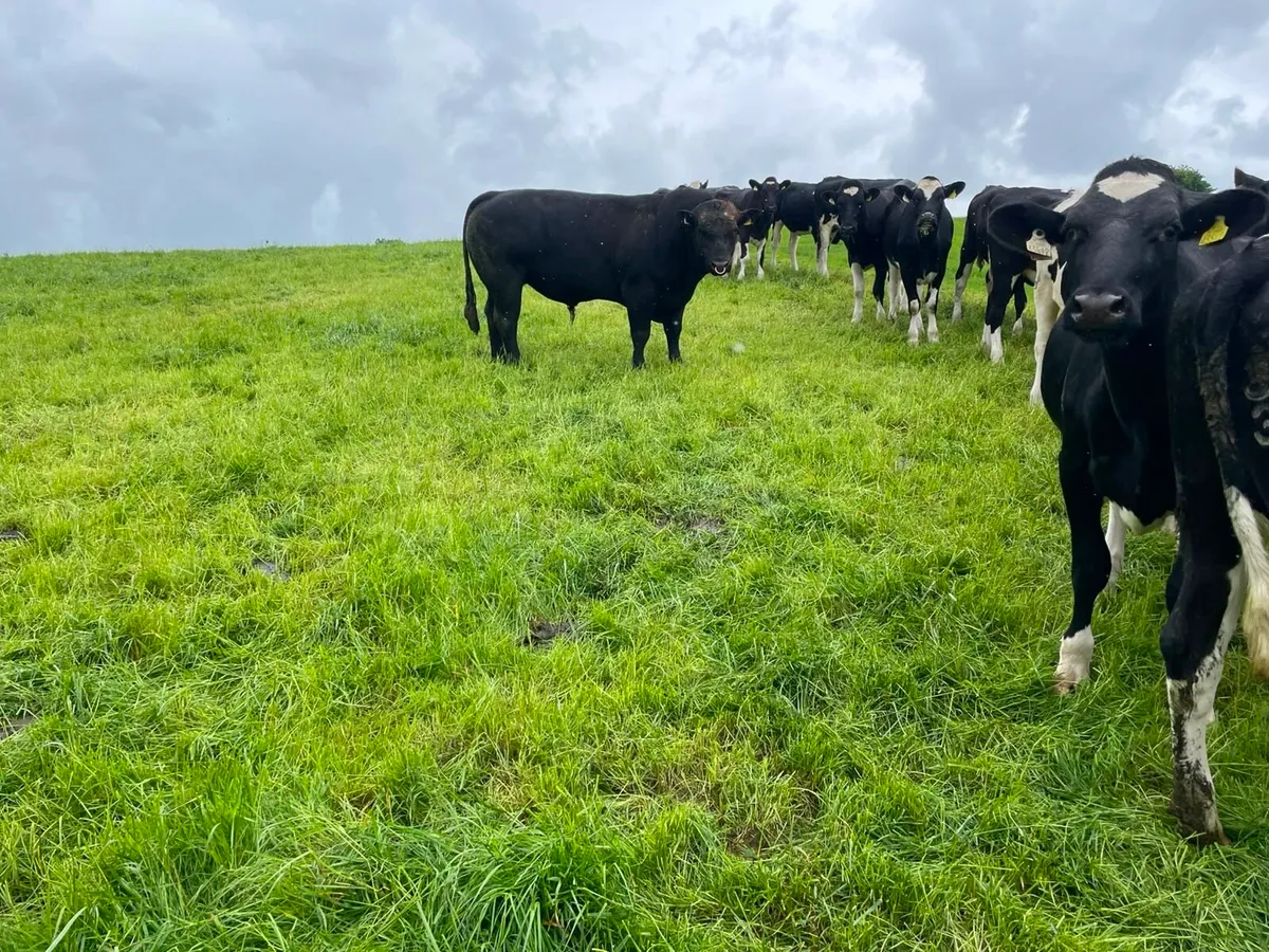 Purebred Angus Bull - Image 2
