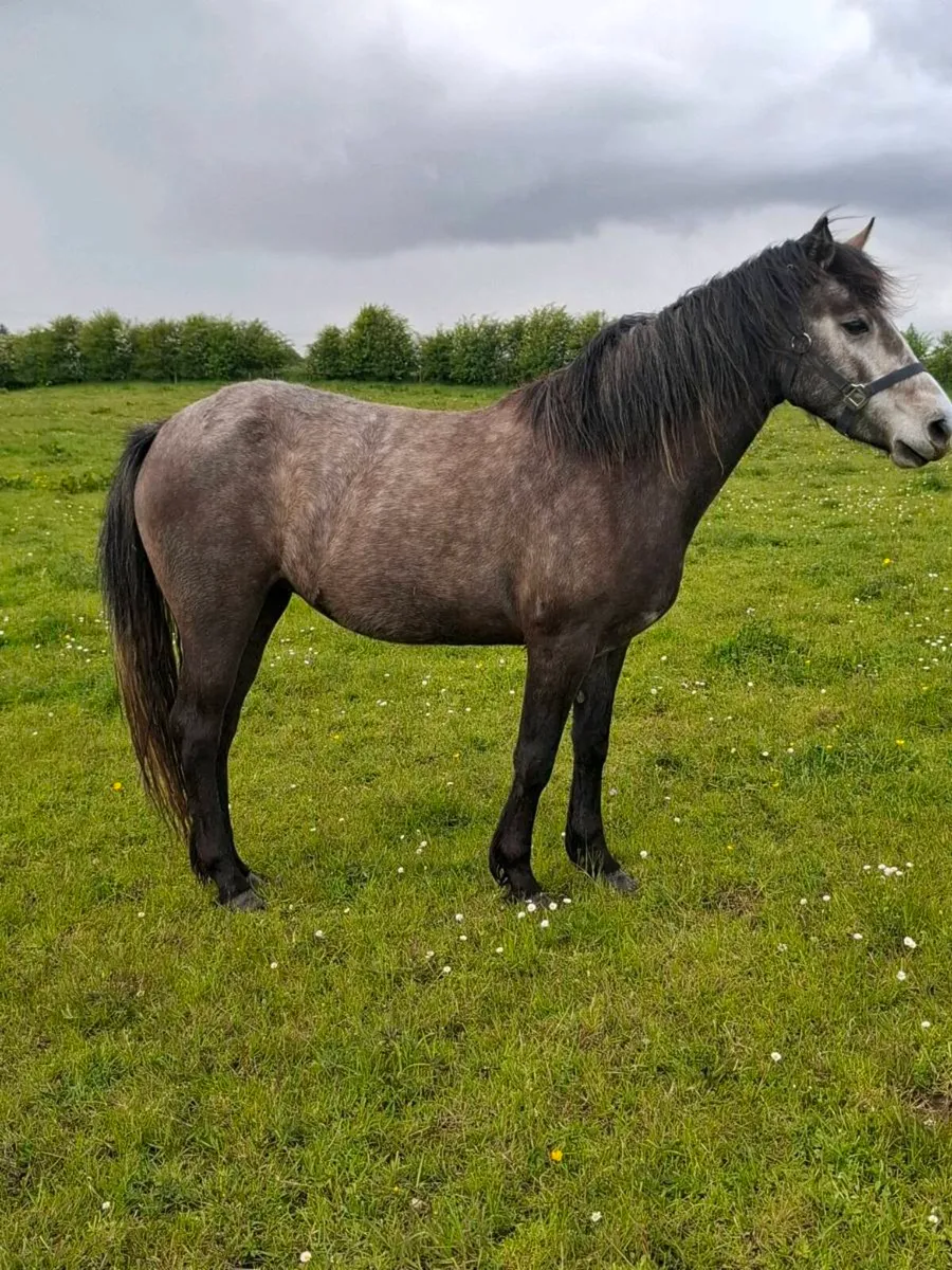 Connemara  ponies - Image 1