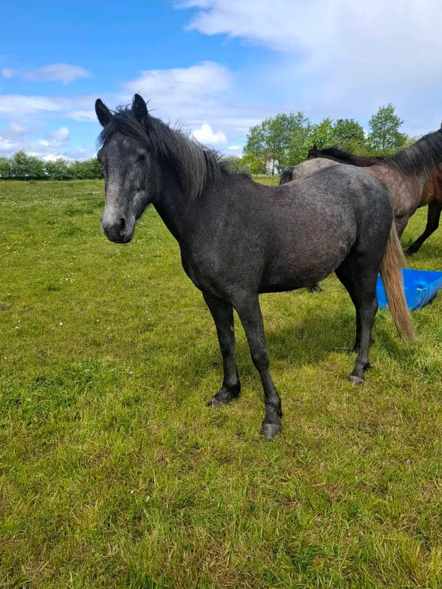 Connemara  ponies - Image 2