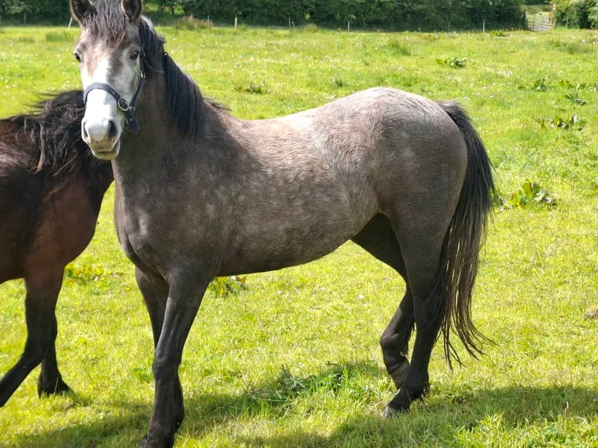 Connemara  ponies - Image 3