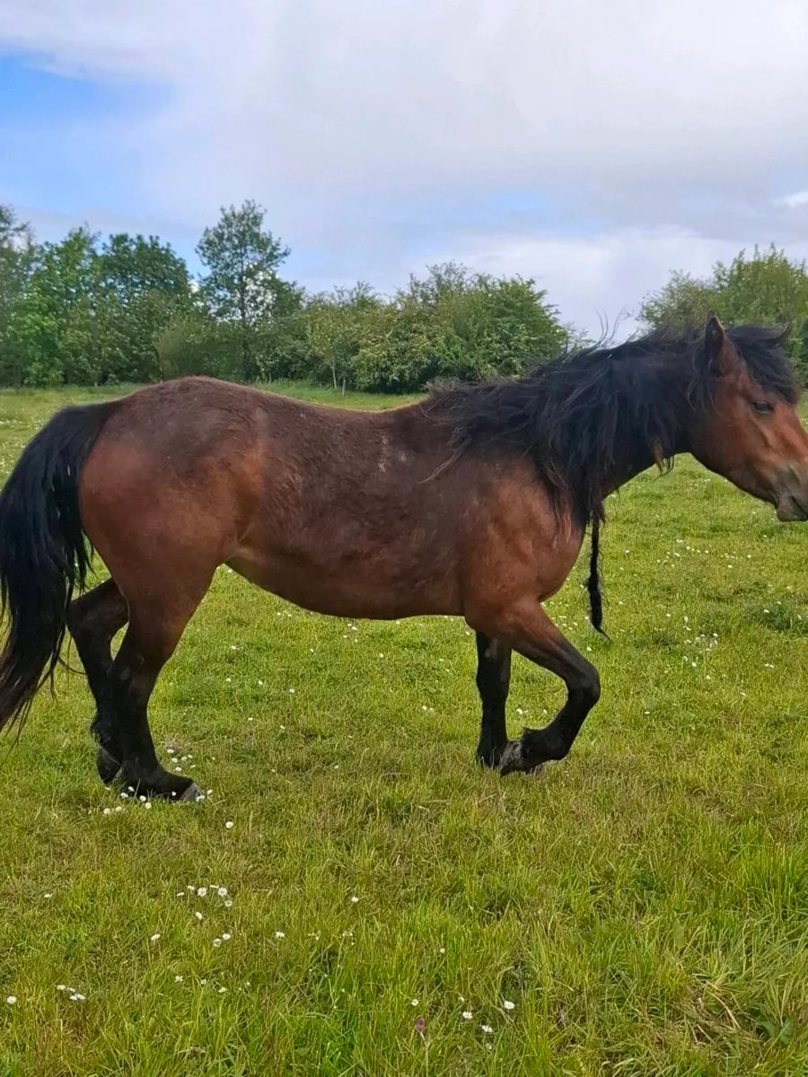 Connemara  ponies - Image 4