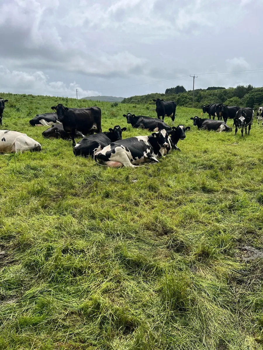 90 Dairy Cows - Image 2