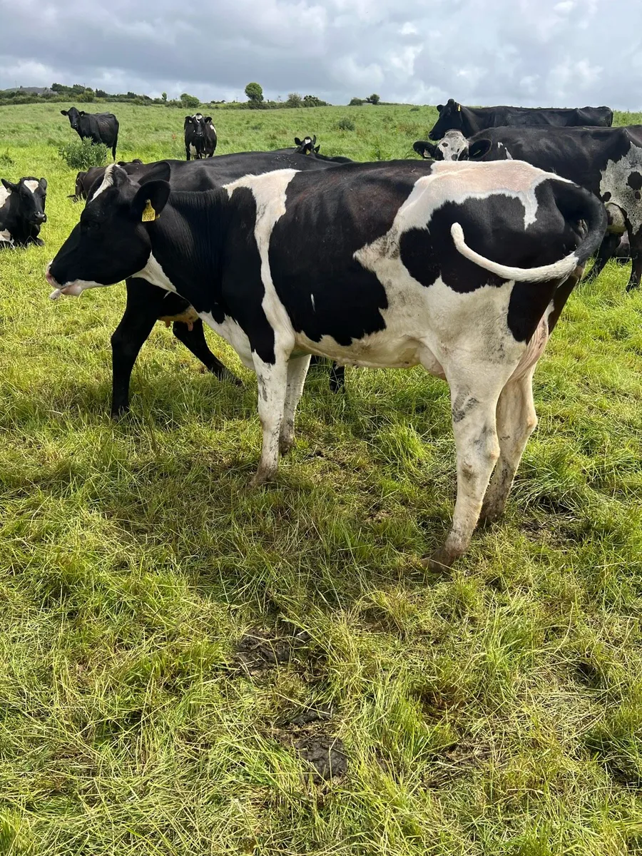 90 Dairy Cows - Image 3