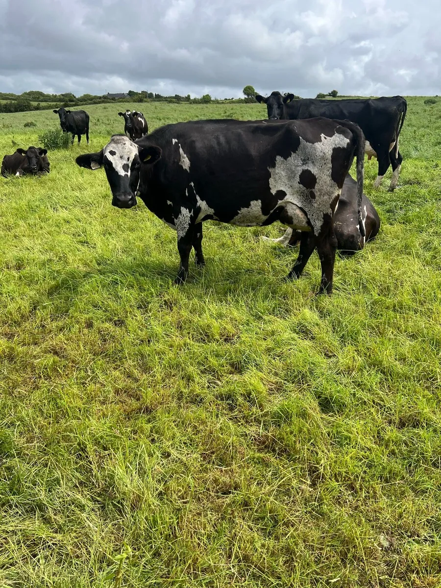 90 Dairy Cows - Image 4