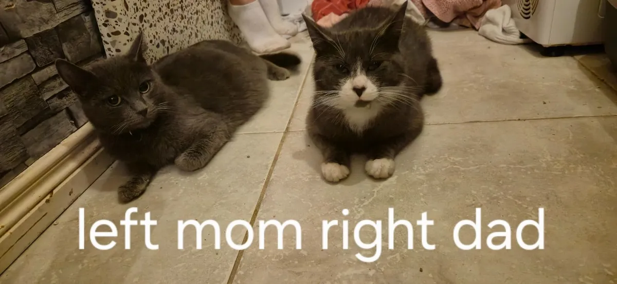 Kittens - Image 1
