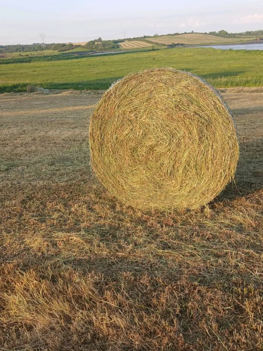 2026 Round bales of hay - Image 2