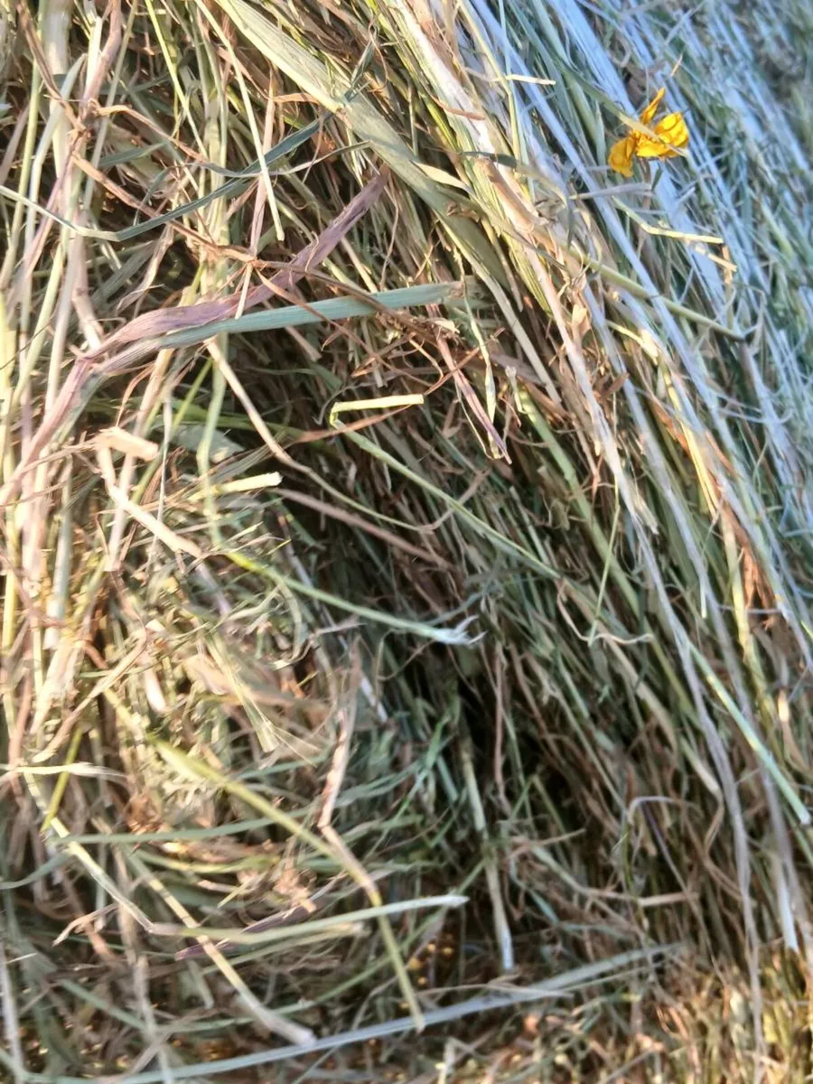 2026 Round bales of hay - Image 3