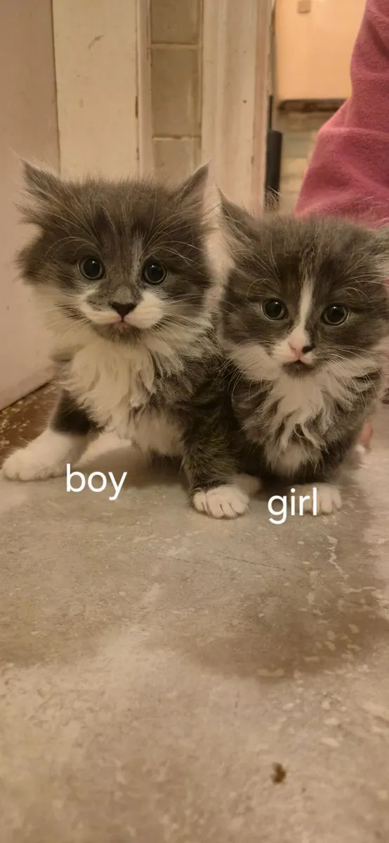 Kittens - Image 2