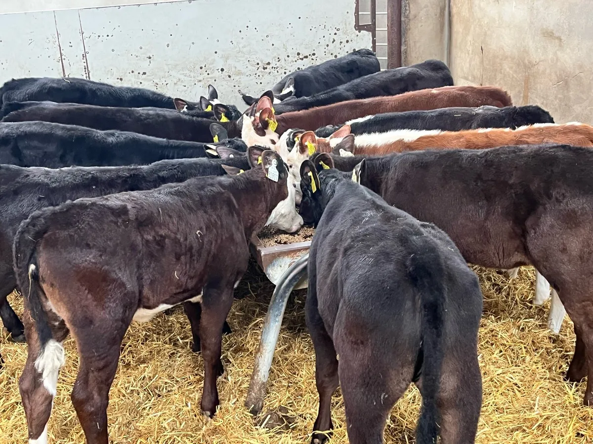 12 SUPER REARED AA HE HEIFER CALVES - Image 1