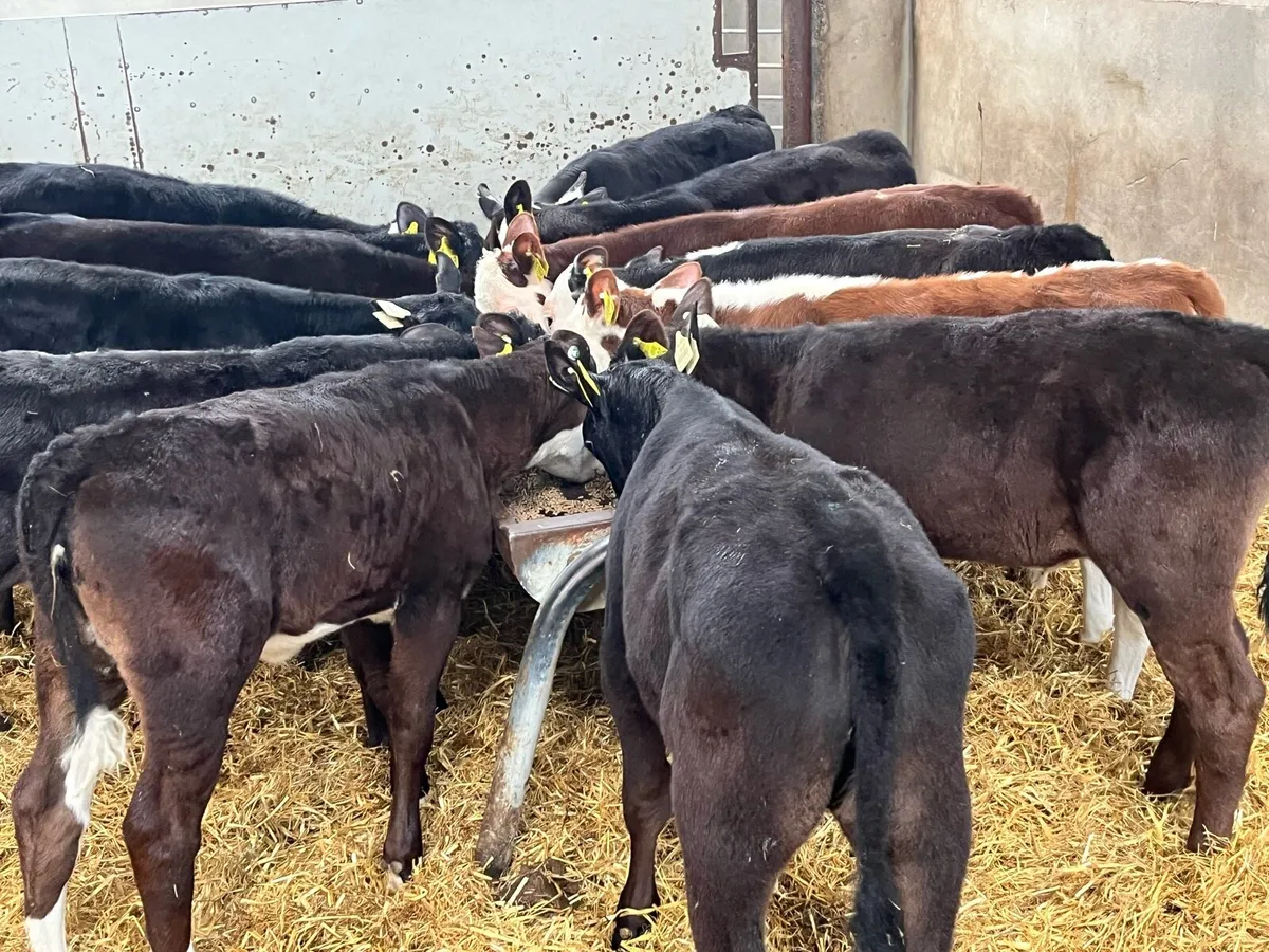 12 SUPER REARED AA HE HEIFER CALVES - Image 2