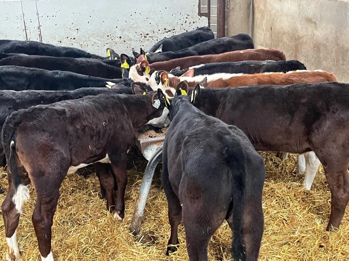 12 SUPER REARED AA HE HEIFER CALVES - Image 3
