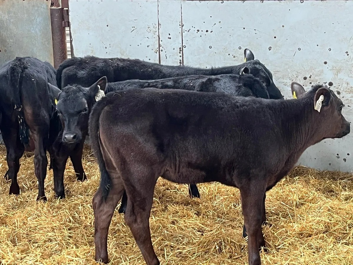 12 SUPER REARED AA HE HEIFER CALVES - Image 4