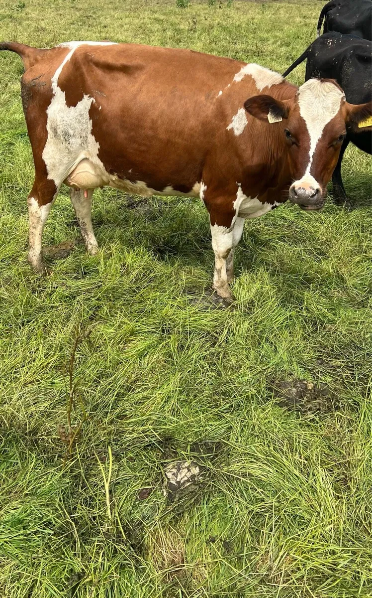 90 Dairy Cows - Image 1