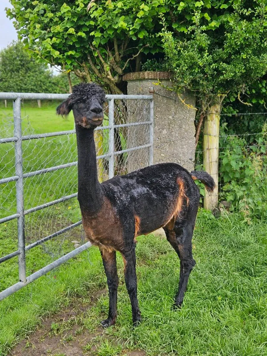 Alpaca - Image 1