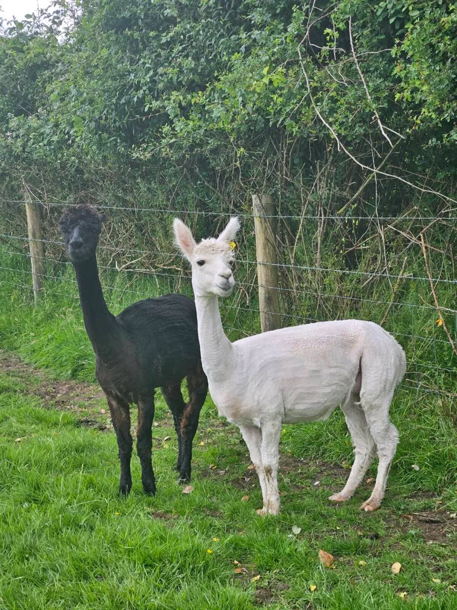 Alpaca - Image 2