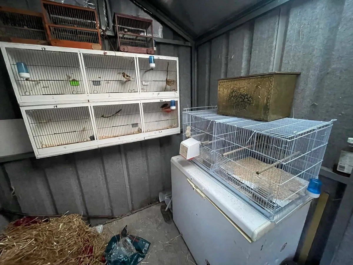 Birds - Image 1